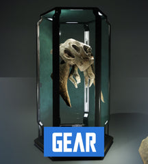 Puglisi Collection: Kamposi Magnus Skull