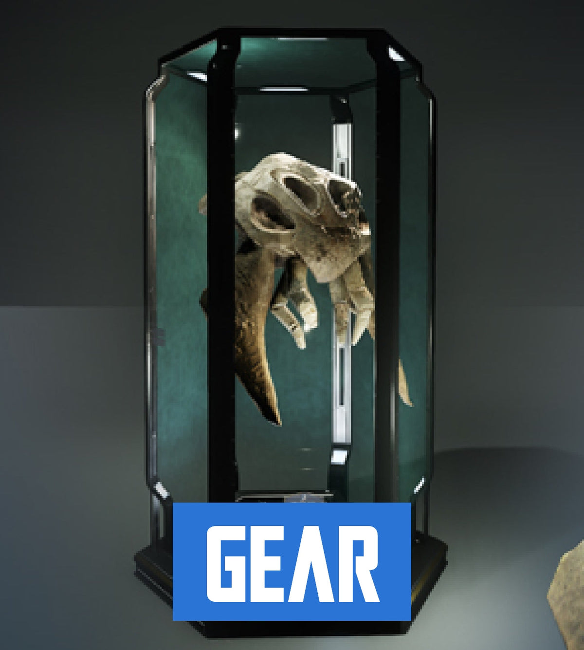 Puglisi Collection: Kamposi Magnus Skull